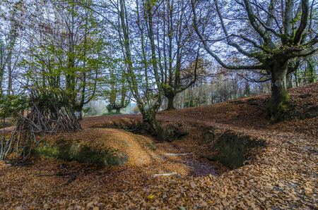 Beech Otzarreta in the Basque Countryの写真素材