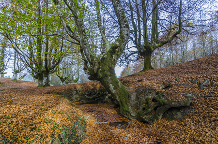 Beech Otzarreta in the Basque Countryの写真素材
