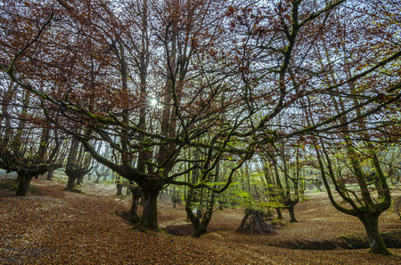 Beech Otzarreta in the Basque Countryの写真素材