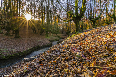 Beech Otzarreta in the Basque Countryの写真素材