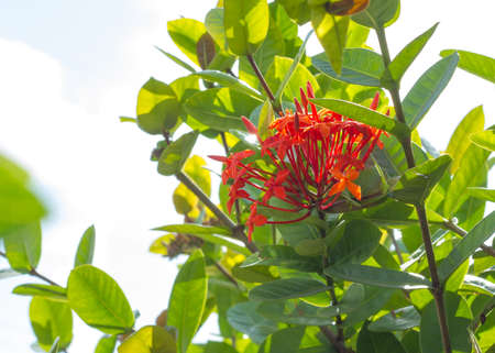 Red flower in its natural state