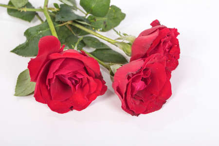 An intense red and three flowers named black princes of large cover girlの写真素材