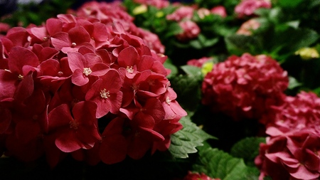 Full Bloomsの写真素材