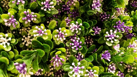 Contrasting Purple Flowers with Green Leavesの写真素材
