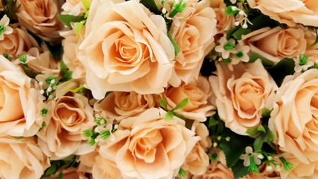 Pastel Peach Colour Rosesの写真素材