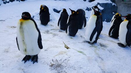 A group of black and white cute penguins quietly resting and standing still on the snow outdoor in winter timeの写真素材