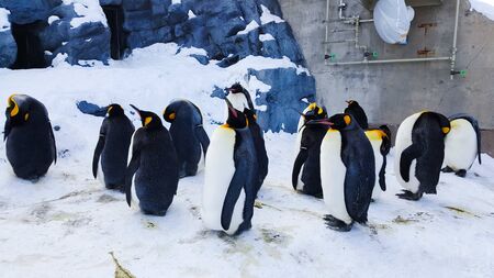 A group of black and white cute penguins quietly resting and standing still on the snow outdoor in winter timeの写真素材
