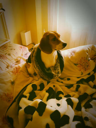 dogの写真素材