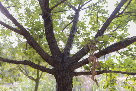 Tree.の写真素材