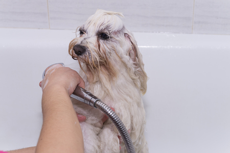 Showering dog.の写真素材
