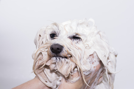 Showering dog.の写真素材