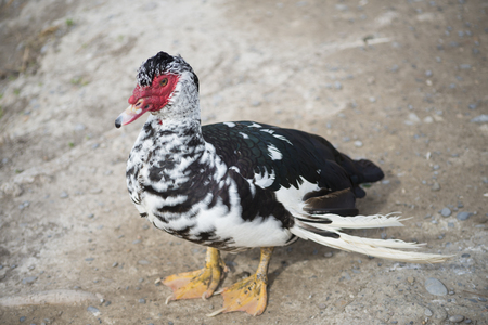 Black pullet.の写真素材