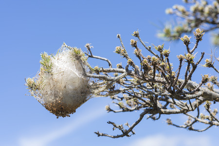 Processionary pine.の写真素材