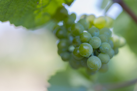 Grapes.の写真素材