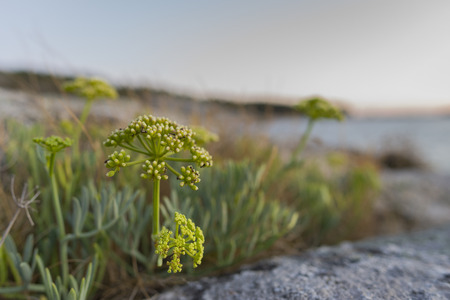 Flower detail.の写真素材