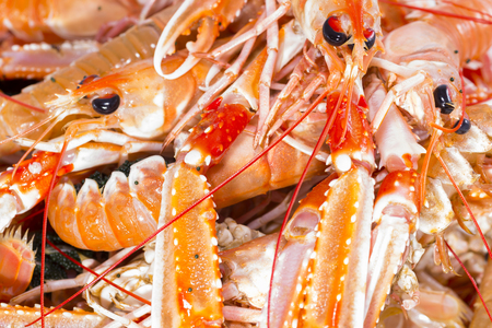 Crawfish.の写真素材