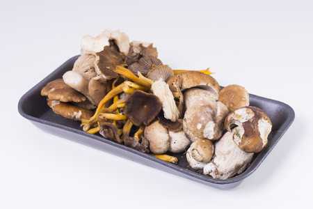 Mushrooms.の写真素材