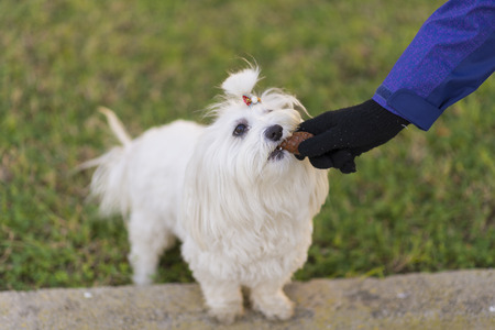 Maltese bichon.の写真素材