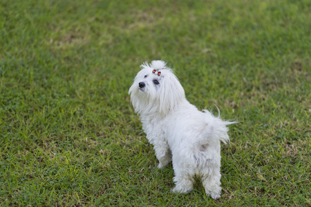 Maltese bichon.