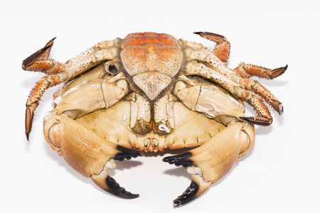 Oxen France, seafood.の写真素材