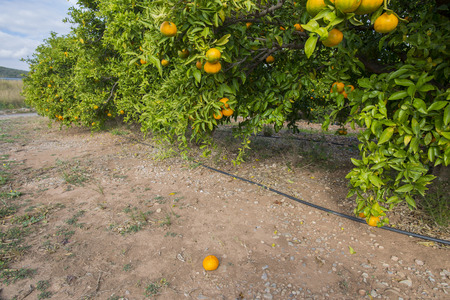 Orange trees.の写真素材