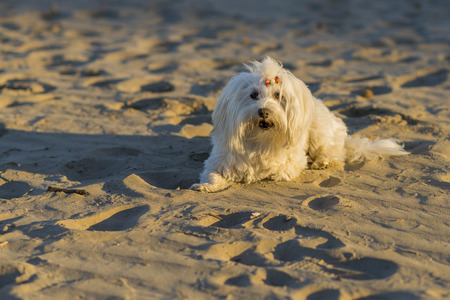 Maltese bichon.の写真素材
