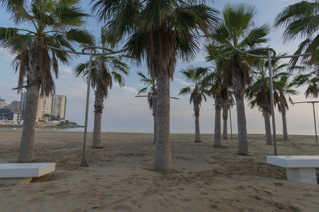 Palms in La Concha beach Oropesa, Castellon-Spain.の写真素材