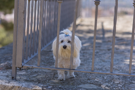 Maltese Bichon.の写真素材