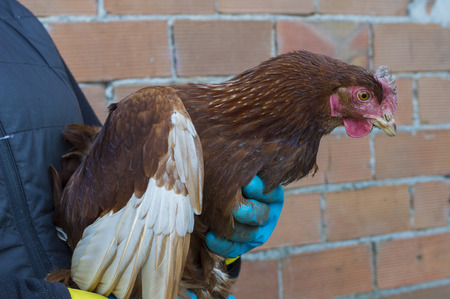 Chicken.