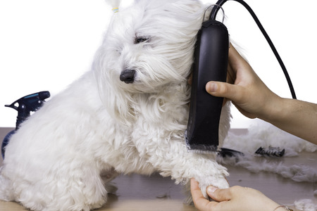 Cutting hair pet.の写真素材
