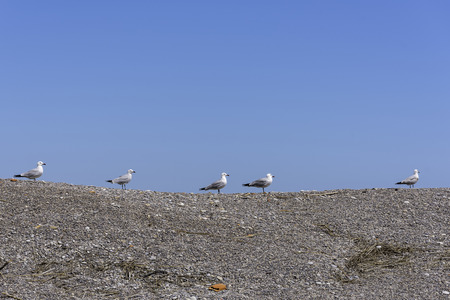 Seagulls.の写真素材