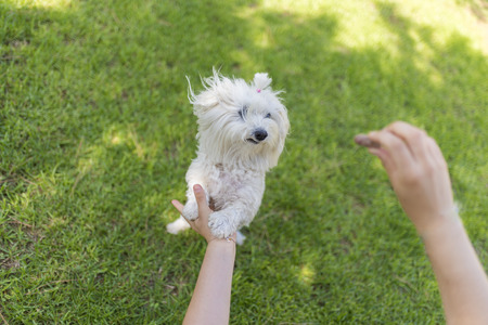 Maltese bichon.