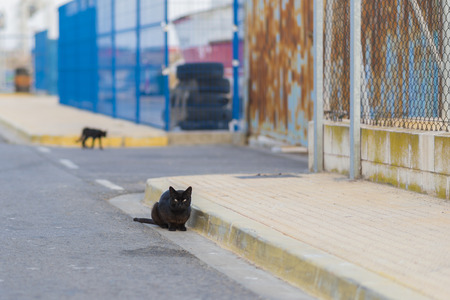 Black cat in the street.