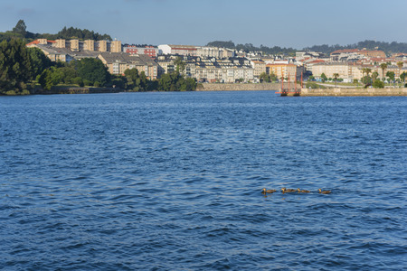 Ducks in El Burgo estuary (La Coruna, Spain).の写真素材