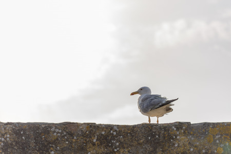Seagull at sunset in Cies Islands (Pontevedra, Spain).の写真素材