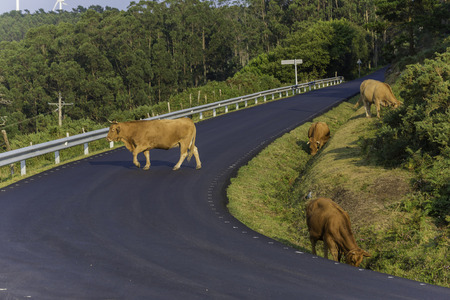 Cows on the road in Cedeira (La Coruna, Spain).の写真素材