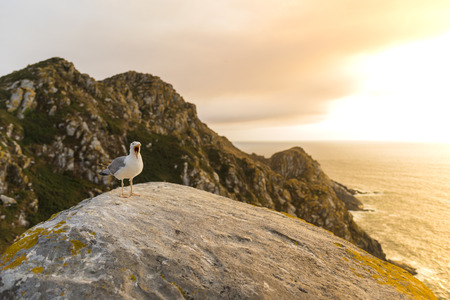 Seagull in Cies Islands (Pontevedra, Spain).