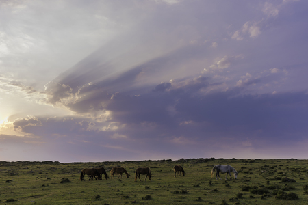Wild horses in Cedeira (La Coruna, Spain).の写真素材