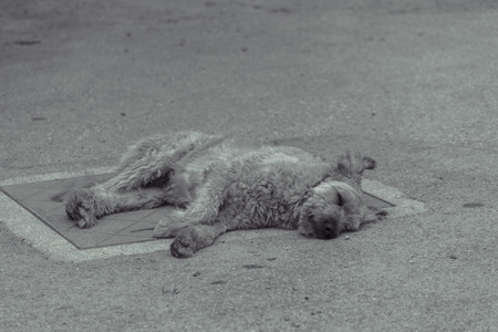 Dog sleeping on the street.の写真素材