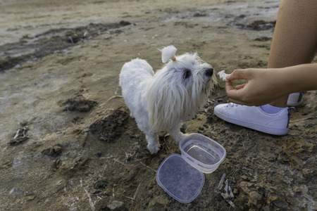 Rewarding maltese.の写真素材