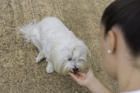 Rewarding maltese.の写真素材