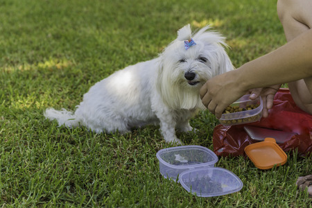 Rewarding maltese.の写真素材