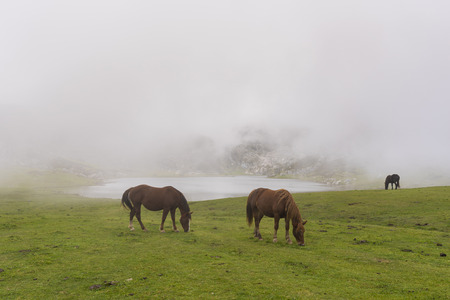 Horses in La Ercina lake (Lakes of Covadonga, Asturias - Spain).の写真素材