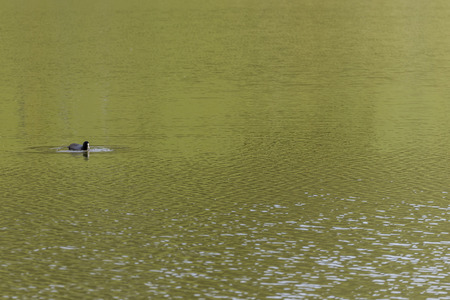 Duck in Lakes of Covadonga (Asturias, Spain).