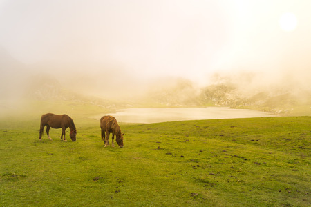 Horses in La Ercina lake (Lakes of Covadonga, Asturias - Spain).の写真素材