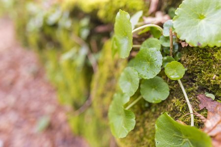 Plants in the forest.