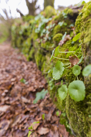 Plants in the forest.