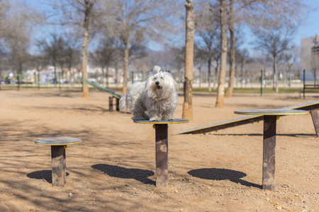 Maltese bichon in a park for dogs.の写真素材