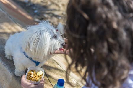 Maltese eating.の写真素材