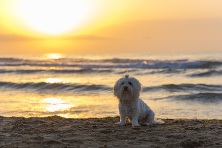 Maltese bichon on the beach.